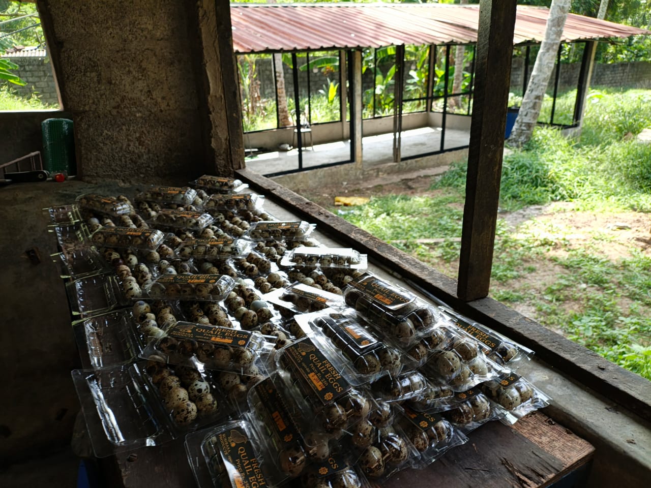 quail eggs
